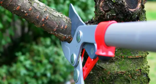 Tree Trimming and Pruning 