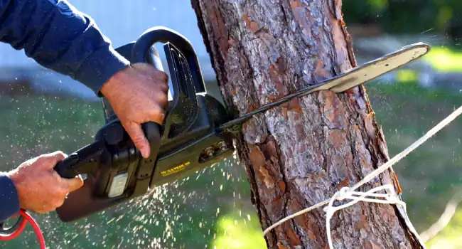 Tree Cutting and Removal