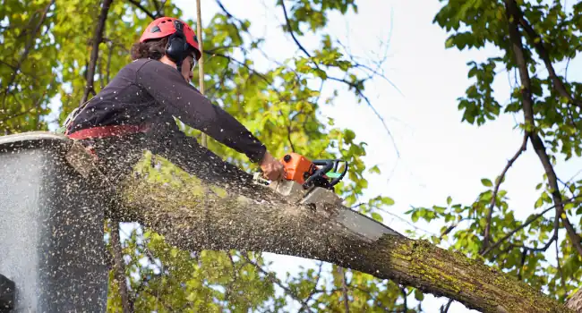 Tree Services 