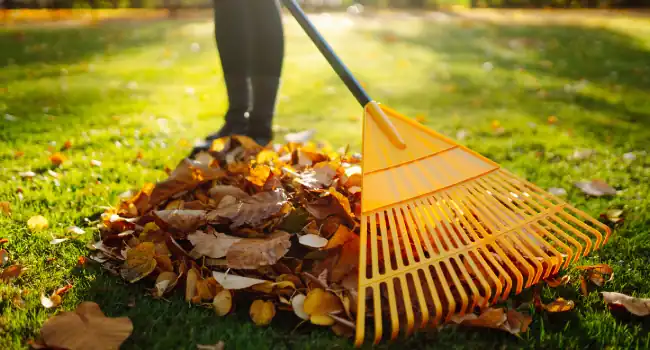 Tree Clean Up 