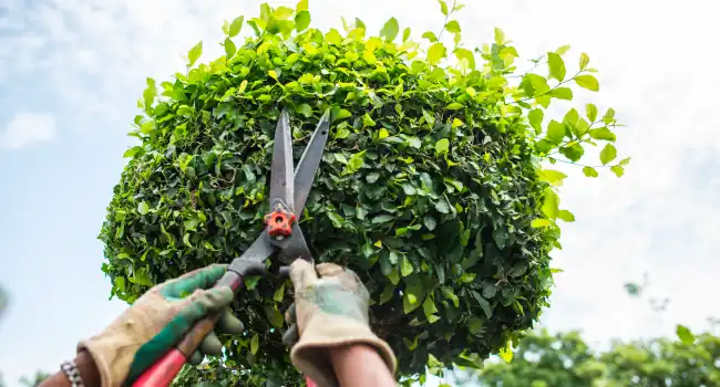 Tree Maintenance